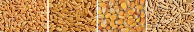 corn sorting sample