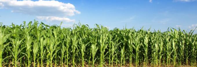 corn processing machine